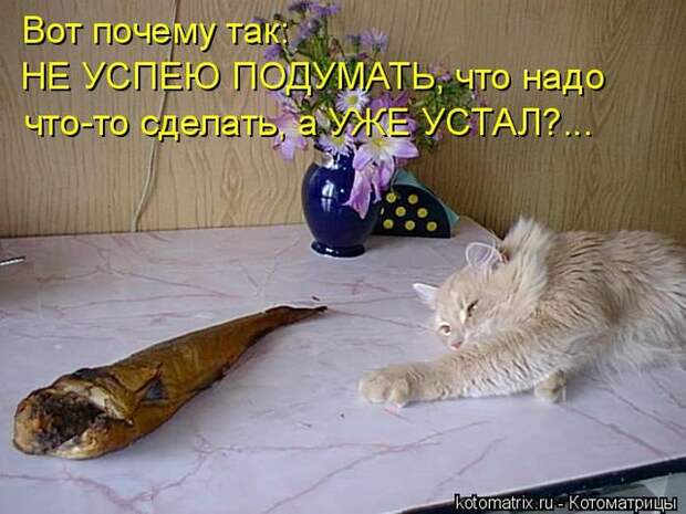 Забавные котоматрицы