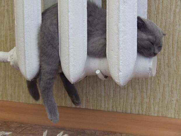 25 котиков, забравшихся в необычные места животные, котики, коты, юмор