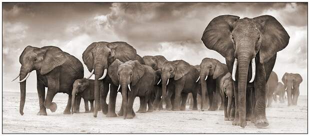 фотографии африки. Nick Brandt