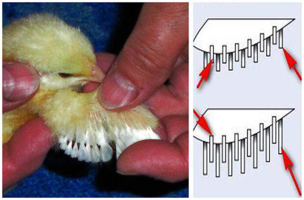 Крылышко цыплёнка и схема расположения перьев. Это курочка.