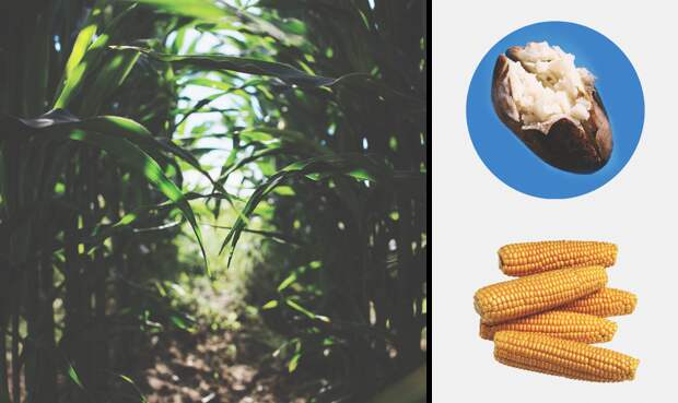 Продукты и пищевые добавки, которых не стоит бояться