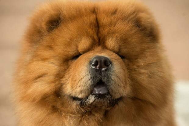 Выставка собак Crufts Dog Show 2019 проходит в Великобритании