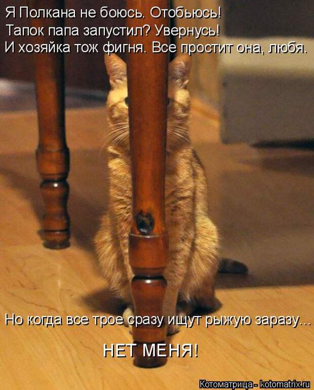 Котоматрица: Я Полкана не боюсь. Отобьюсь! Тапок папа запустил? Увернусь! И хозяйка тож фигня. Все простит она, любя. Но когда все трое сразу ищут рыжую зар