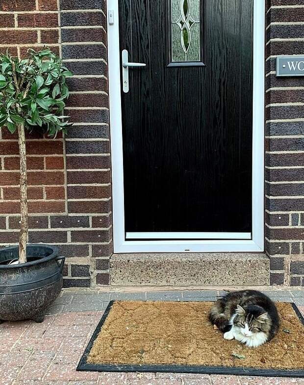 Семья кремировала любимого кота, но через несколько дней знакомое "мяу" послышалось за дверью