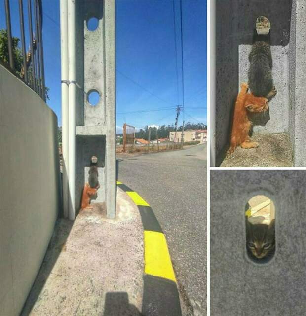 17 уморительных снимков котов, которые занимаются дуракавалянием