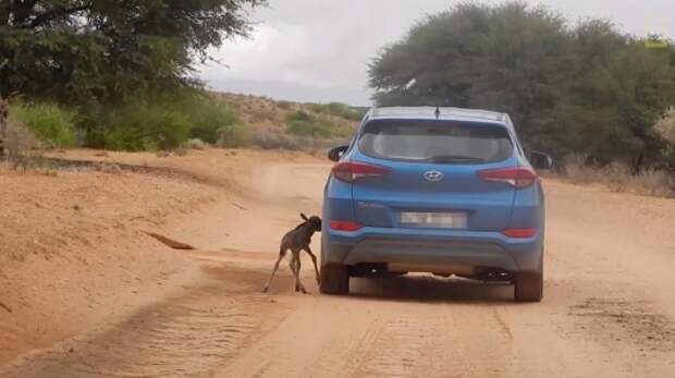 Детеныш антилопы Гну перепутал маму с кроссовером Hyundai