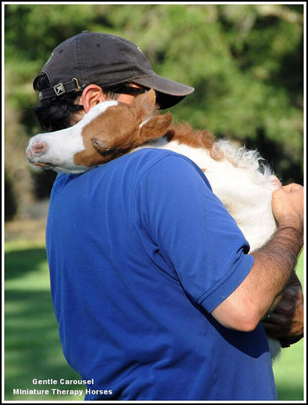 Miniature-therapy-horses-resting