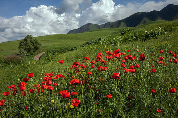 12. Вот такой он — аленький цветочек Кыргызстана art, Кыргызстан, пейзаж, ссср, факты