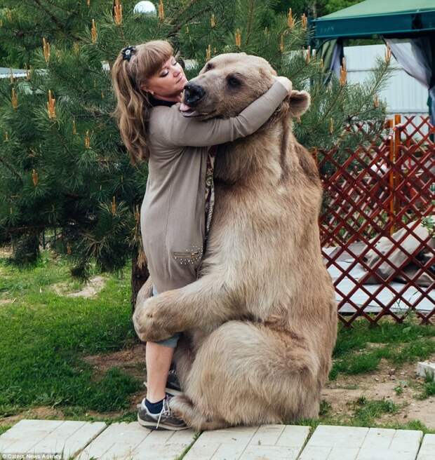 Медвежьи объятия: Супруги уверяют, что Степан совершенно ручной, очень добродушный и обожает обниматься животные, медведь
