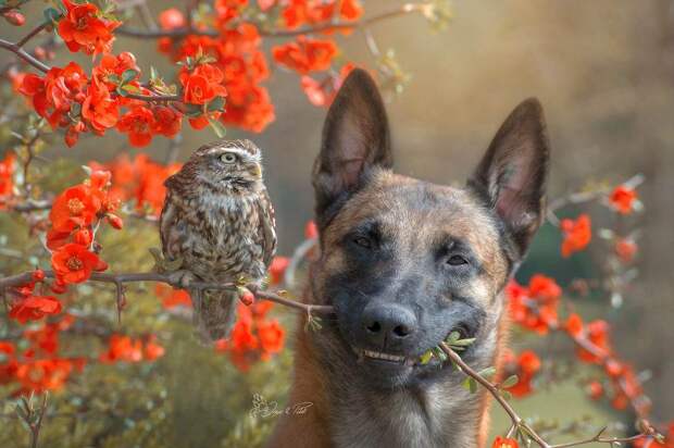Эти 30+ фотографий пса и его подруги совы — единственная вещь, которую вам нужно увидеть сегодня