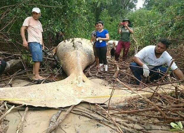 Специалисты отправились на место, чтобы осмотреть останки и взять образцы бразилия, джунгли, животные, загадка, кит, лес, остров