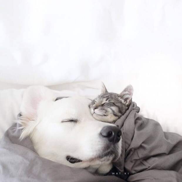 Эти две собаки и кот живут вместе как одно целое