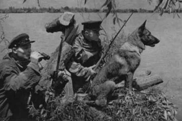 Верные псы войны. Подвиг 150 пограничных собак