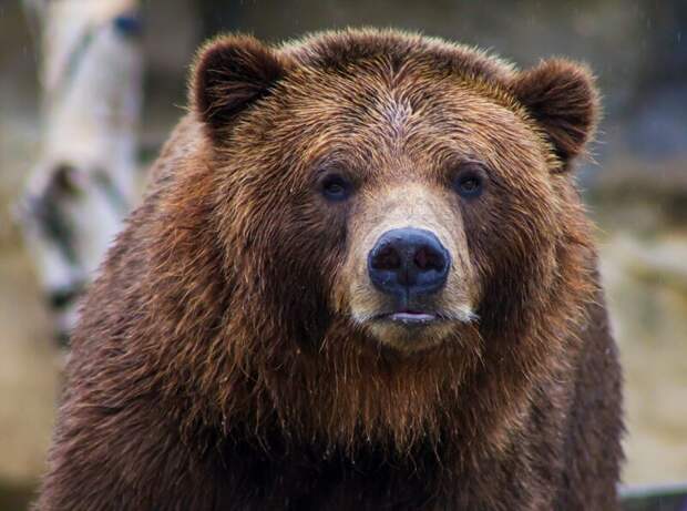 Охотникам из Коми напомнили сроки и правила весенней охоты на все виды дичи от глухаря до медведя