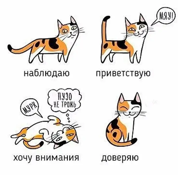 Рисунок на лбу у кошек что значит