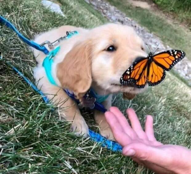 Позитивные снимки с животными, которые встретили бабочек