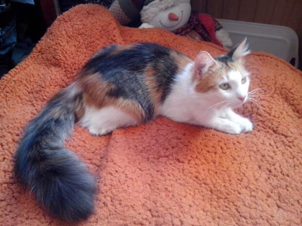 кошка
