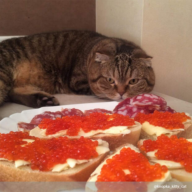 Коты и еда: 15 забавных фото