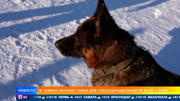 Уникальный метод обучения служебных собак разработали в Тюмени