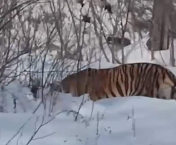 Уже подошел к жилью: тигр с ошейником был пойман дважды в Приморье
