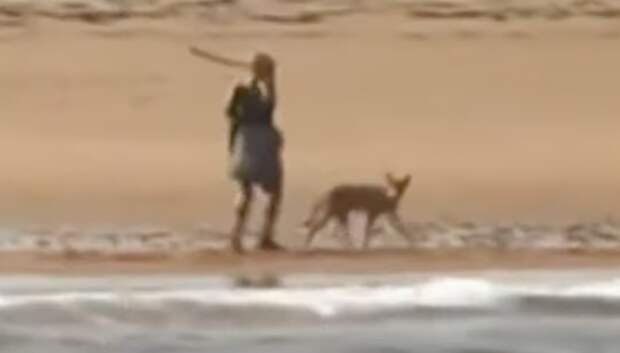 woman fights off coyote stick beach