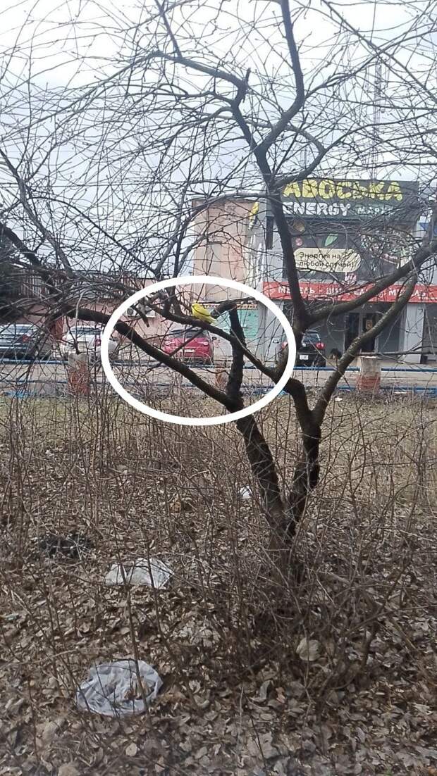 Чей то попугай на Текстильщике https://t.me/webmoney_dn/315884