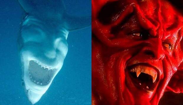 Необычный ракурс превратил акулу в «смеющееся лицо дьявола»