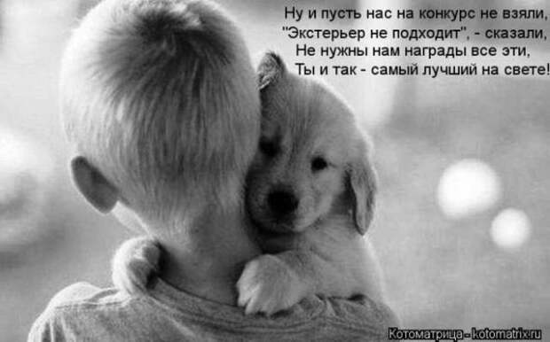 Котоматрицы(картинки с надписями)