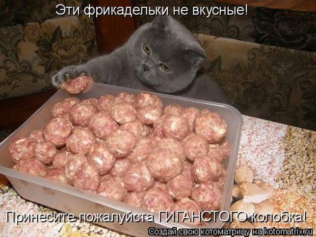 Забавные животные (50 фото)