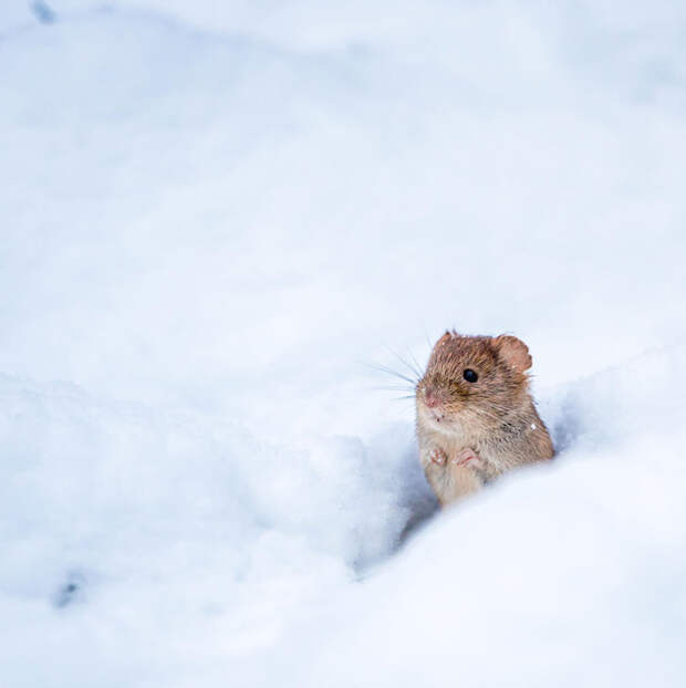 Милые мышки-малютки в объективе