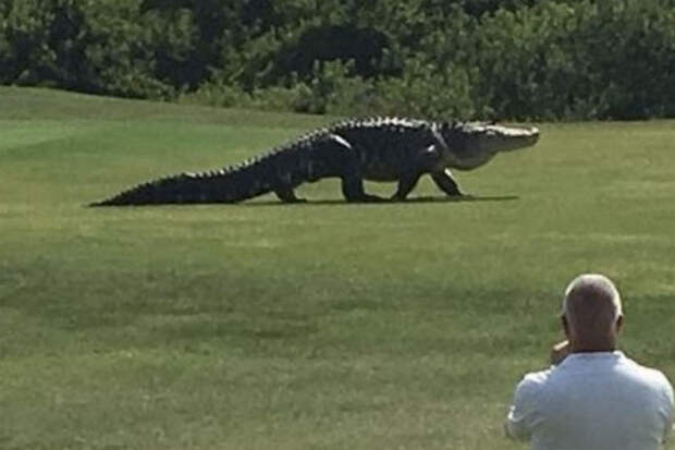 Огромный крокодил из кустов: вышел на поле для гольфа