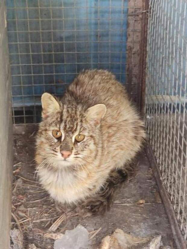 В Приамурье ветеринары спасли краснокнижного кота, которого сбила машина