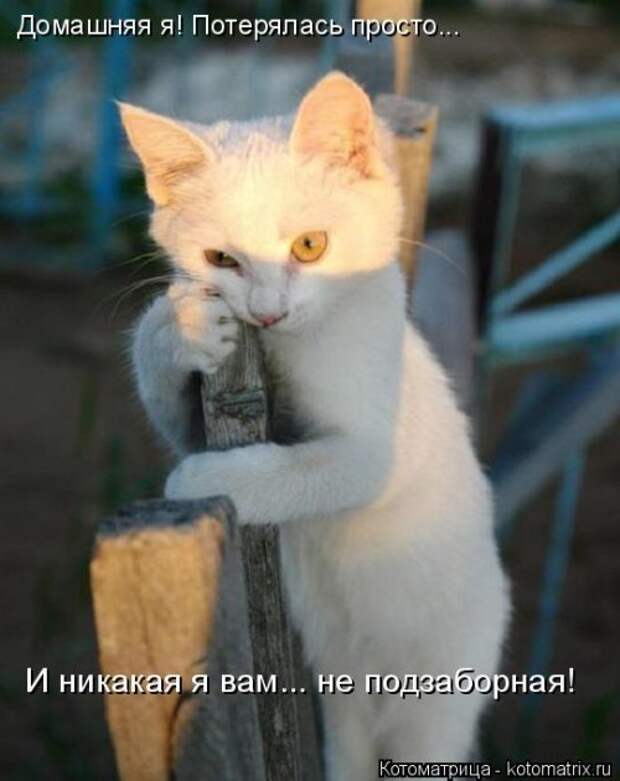 Новая котоматрица, большая коллекция (43 фото)