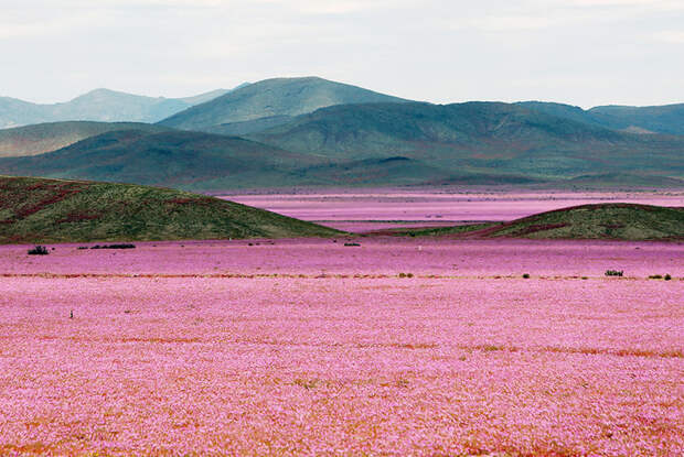 Поля вербены в Атакаме Цветение, красота, пустыня, удивительное, факты, фауна, цветы