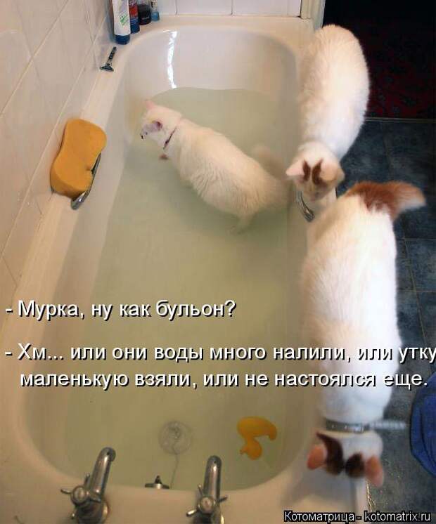 Котоматрица: - Мурка, ну как бульон? - Хм... или они воды много налили, или утку маленькую взяли, или не настоялся еще.