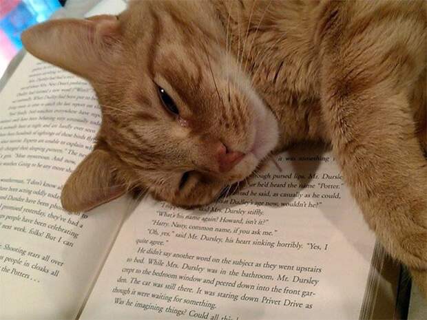 Коты мешают своим хозяевам читать