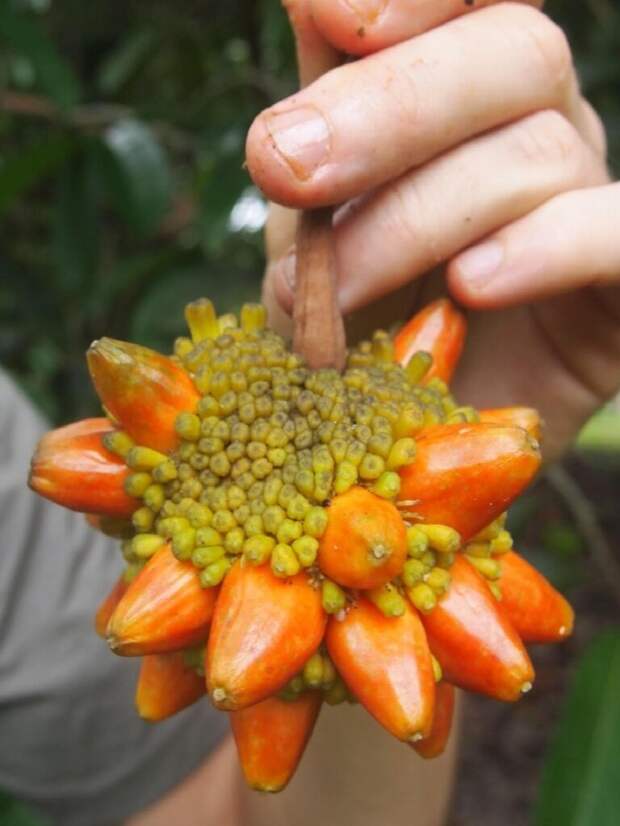 Кесусу - самый странный, но самый вкусный фрукт острова Борнео. еда, интересное, неизвестные, плоды, природа, растения, съедобные, фрукты