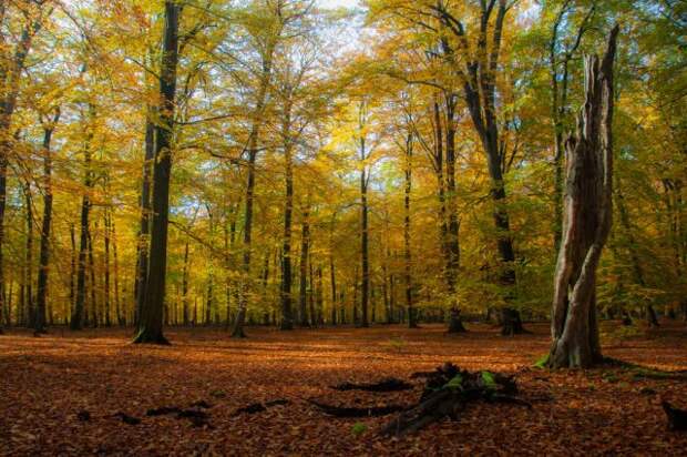 Пышное природы увяданье