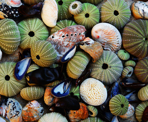 Ракушки из глубин моря
