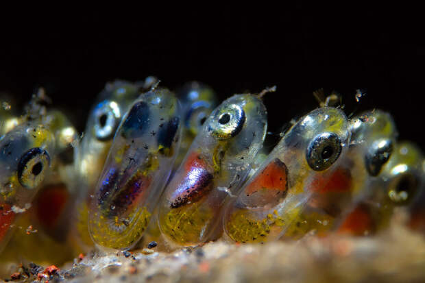 Конкурс подводной фотографии Ocean Art 2019