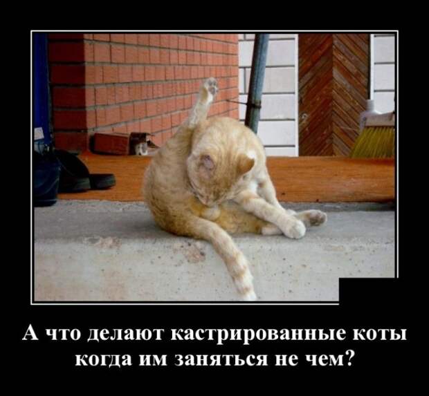 Демотиваторы (30 фото)