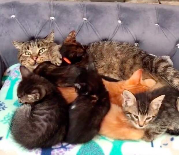 Без кота и жизнь не та