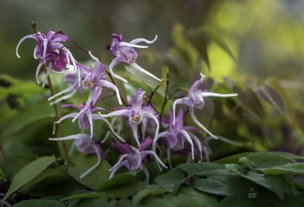 Горянка, или Эпимедиум крупноцветковый 'Queen Esta' (Epimedium grandiflorum)