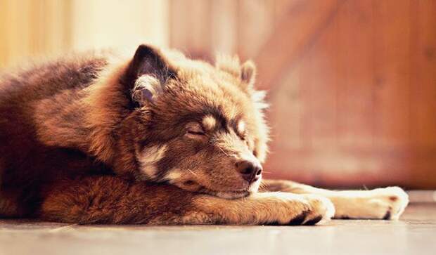 Как-то ко мне во двор зашёл пёс… история, настроение