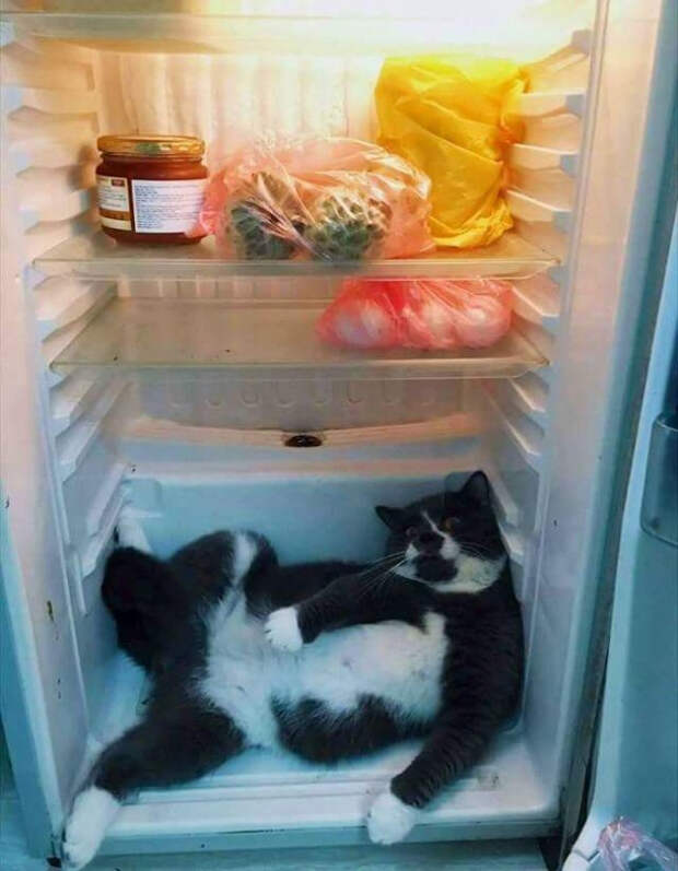 животные которые не ожидали что их застукают на месте преступления