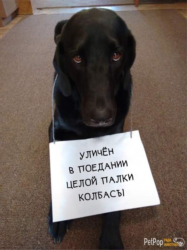 9. 9. забавно, забавные животные, истории, питомцы, собаки, фото, хозяева