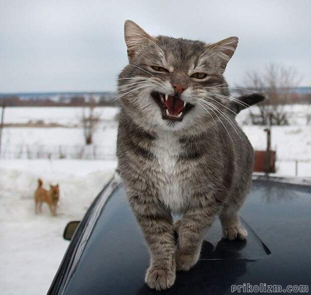 Кошачковый пост для отдыха животные, коты, кошки, фото, юмор