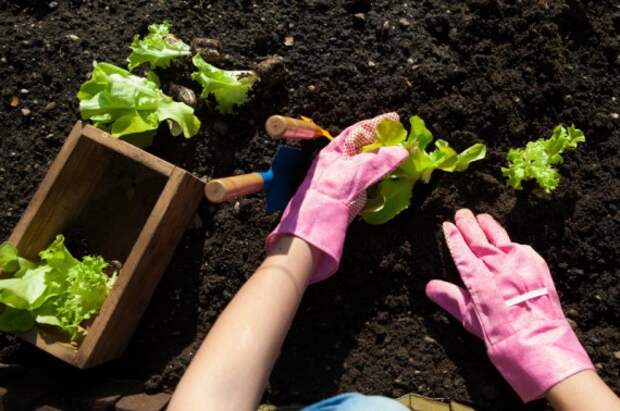 Органическое земледелие, пермакультура: Что высадить на грядки после первого урожая картофеля?