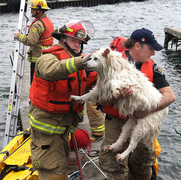 firefighters-rescuing-animals-saving-pets-26-5729ee900a48e__605