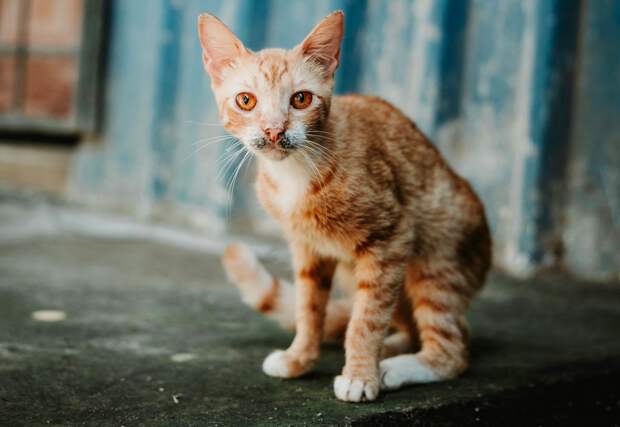 Мужчина спас бездомного котенка и чуть не лишился жизни